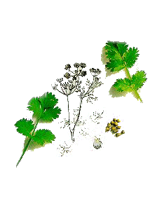 coriander