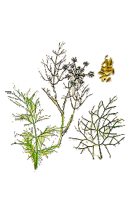 fennel