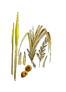 lemon grass